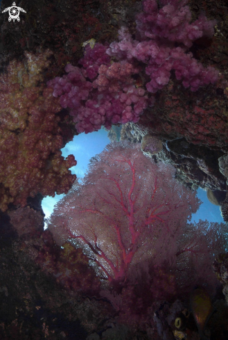 A Amazing beauty of the underwater world