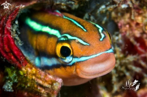 A Bluestriped fangblenny