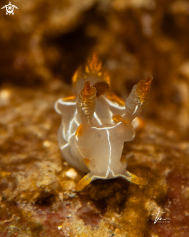 A Trapania lineata | Trapania lineata