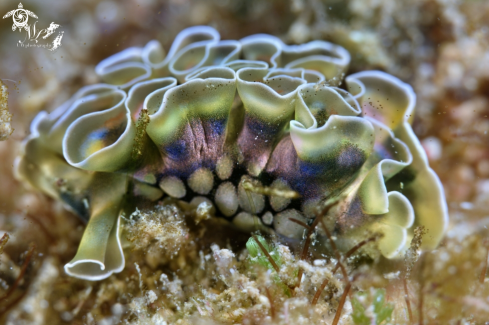 A Lettuce sea slug 