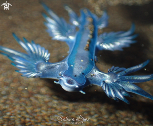 A Nudibranch 