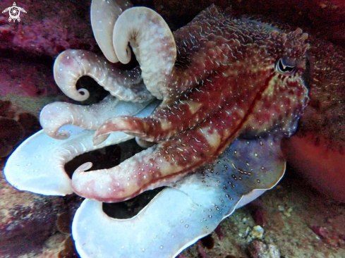 A Australian giant cuttlefish