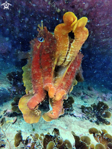 A Australian giant cuttlefish