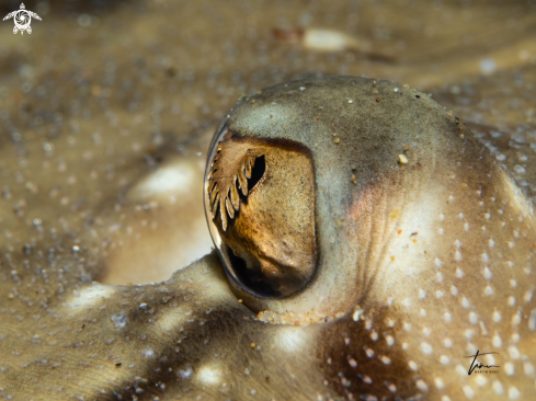 A Raja undulata | Undulate ray