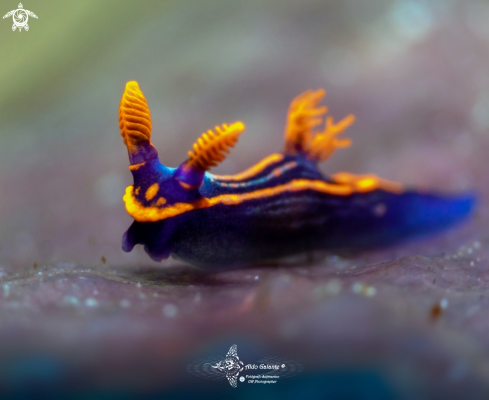 A Nembrotha sp. | Super tiny Nudibranch