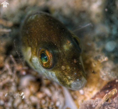 A Sharpnose pufferfish 