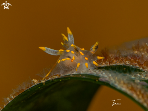 A Polycera quadrilineata | Polycera quadrilineata