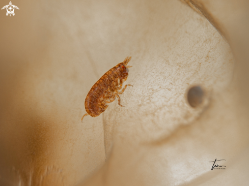 A Vibilia sp. | Hyperiid amphipod