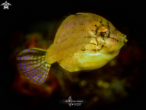 A Taylor's Pygmy Leatherjacket