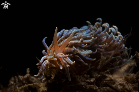 A Phyllodesmium sp.