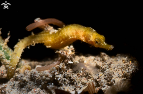 A Pipefish