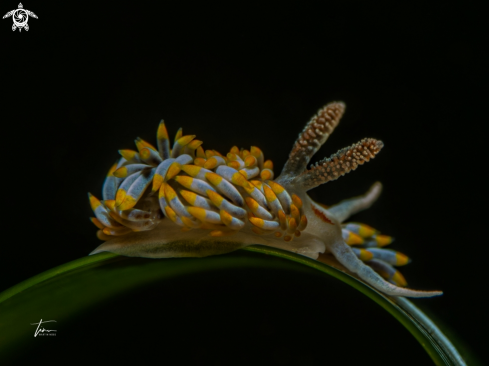 A Berghia coerulescens