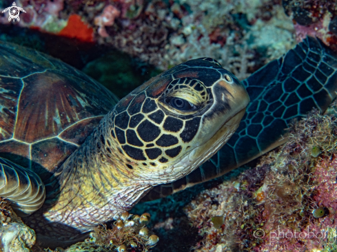 A Green Sea Turtle 
