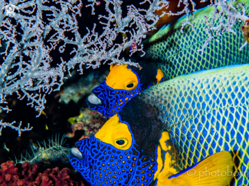 A Blue mask angelfish