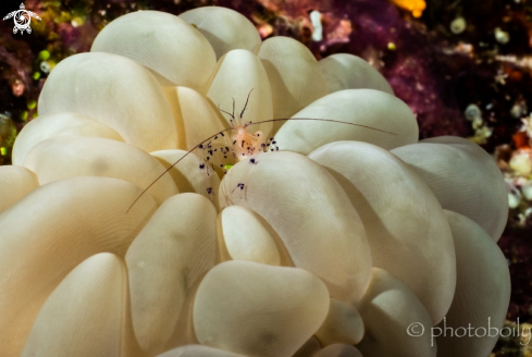 A Bubble Coral Shrimp