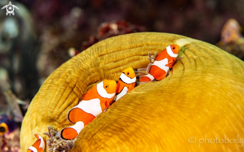 A False clownfish