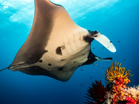 A Oceanic Manta Ray 