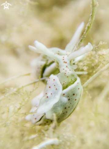 A Nudibranch