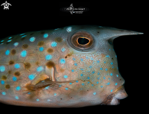 A Cowfish