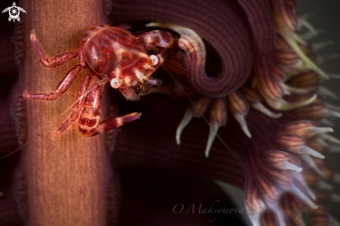 A Four-lobed Porcelain Crab (Lissoporcellana quadrilobata)