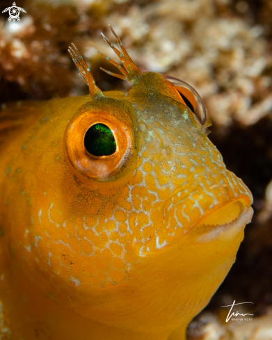 A Ringneck Blenny