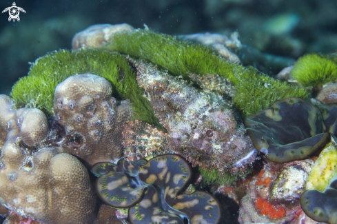 A scorpionfish