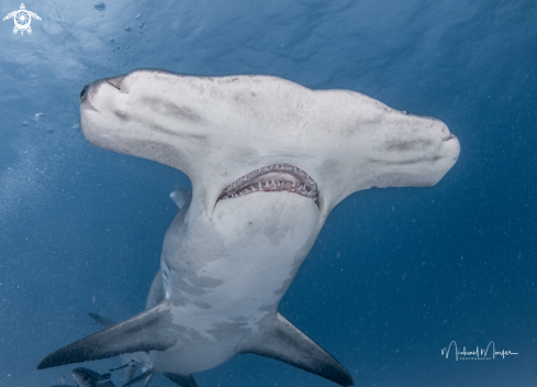 A Great Hammerhead 