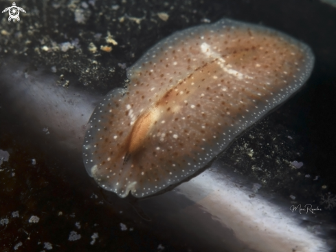 A Pinkstreak Flatworm