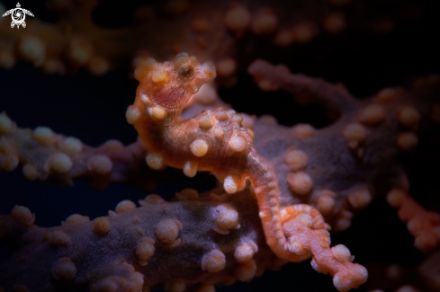 A Hippocampus bargibanti | SEAHORSE