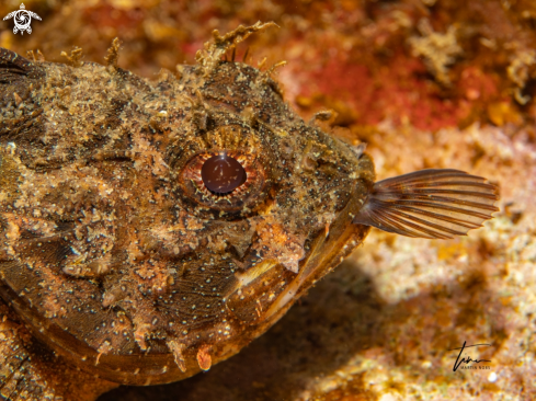 A Scorpaena porcus | Brown Scorpionfish