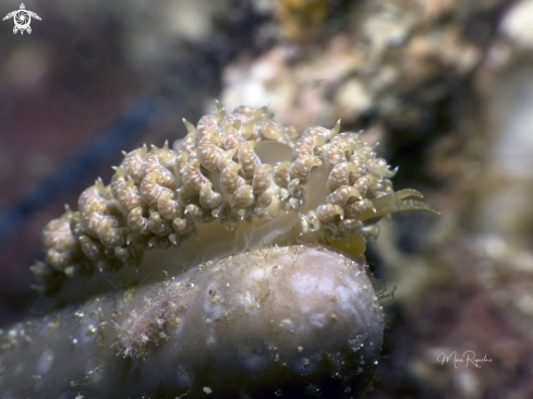 A White-Speckled Nudibranch and Crisscross Tritonia