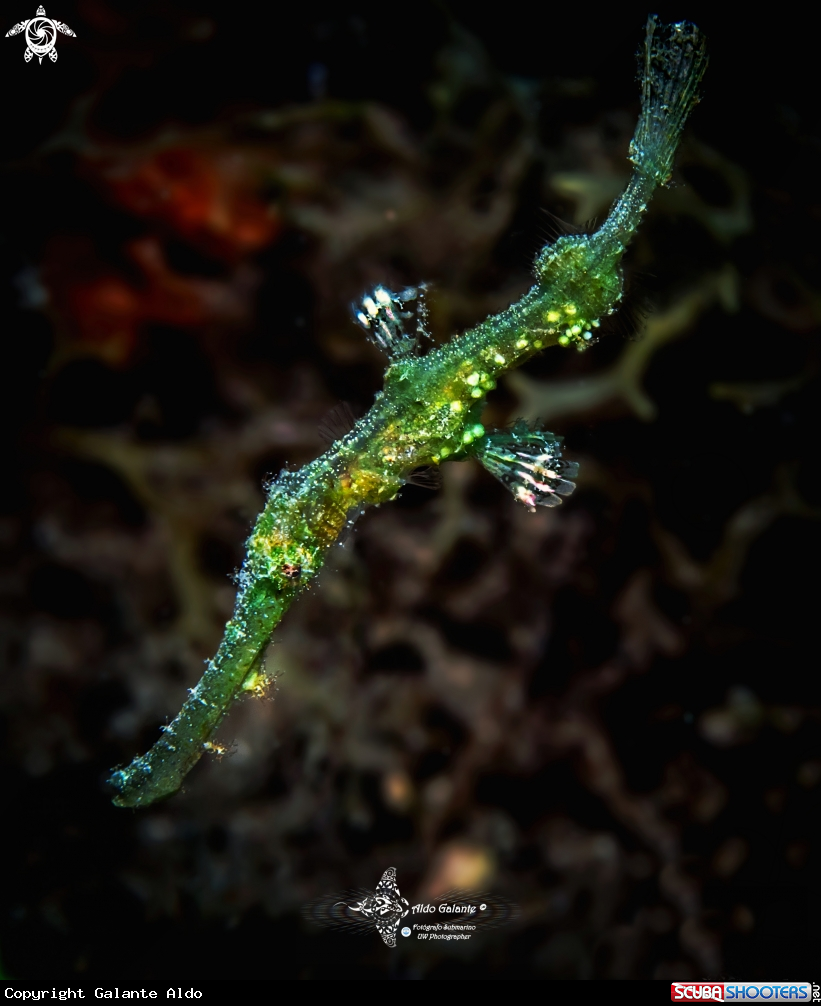 A Blue-finned Ghost Pipefish 