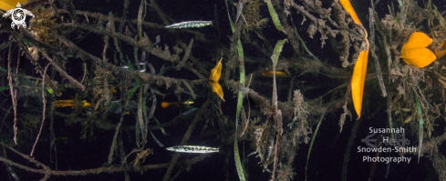 A Juvenile barracuda