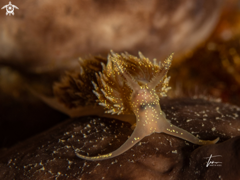 A Facelina annulicornis