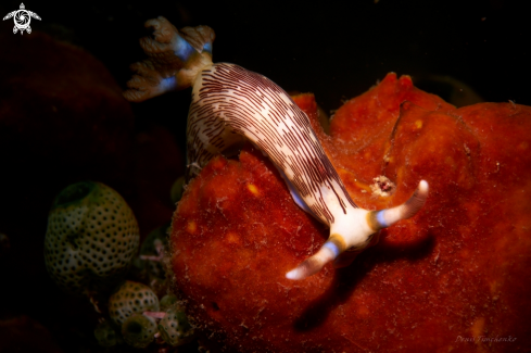 A Nembrotha lineolata | NUDIBRANCH