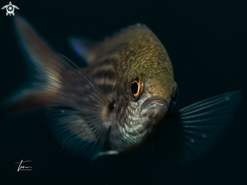 A Chromis chromis | Damselfish