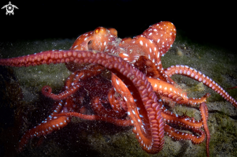 A OCTOPUS MACROPUS