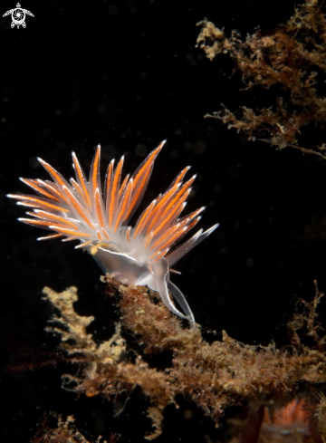 A Fjordia lineata