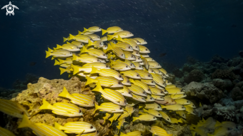 A Blue-line Snapper