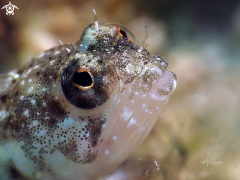 A Female Sailfin Blenny