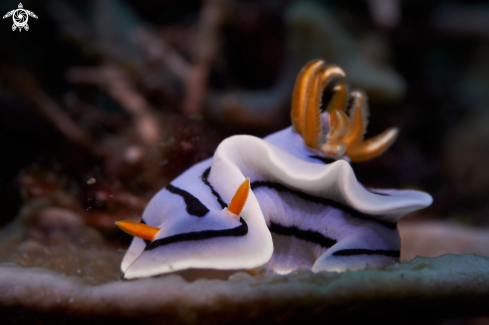 A NUDIBRANCH