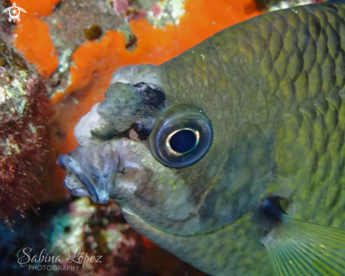 A Chromis limbata