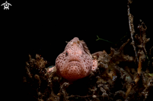 A Antennarius pictus | Painted frogfish