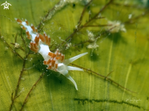 A Dushia Flabellina