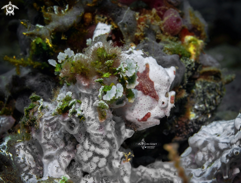 A Antennarius pictus (Shaw, 1794) | Painted Frogfish