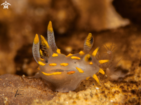 A Polycera quadrilineata | Polycera quadrilineata