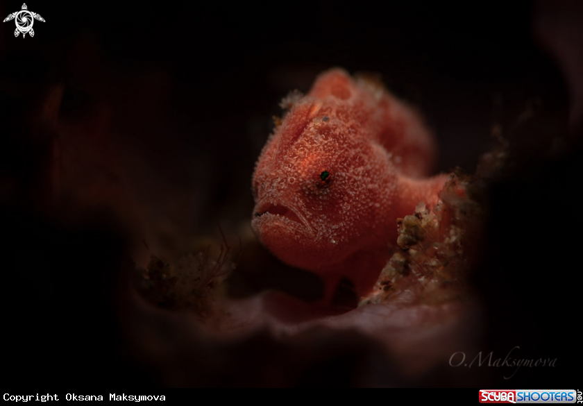 A Tiny frogfish  (Antennarius pictus)