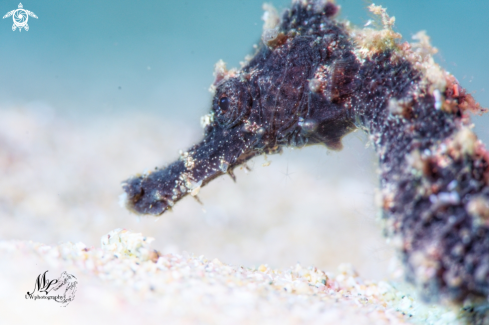 A Seahorse 