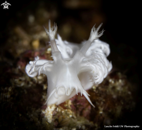 A Nudibranch