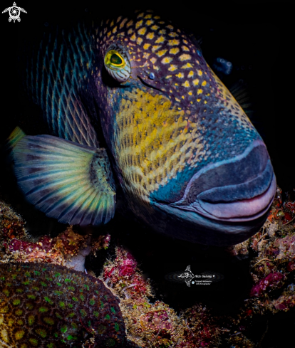 A Balistoides viridescens (Bloch & Schneider, 1801)  | Titan Triggerfish